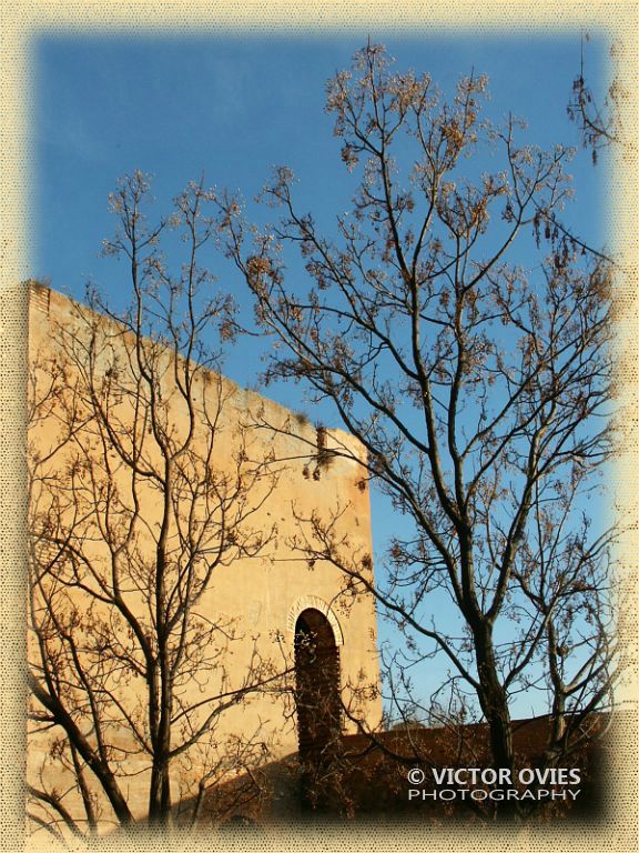 The Water Tower from the Cypress walk