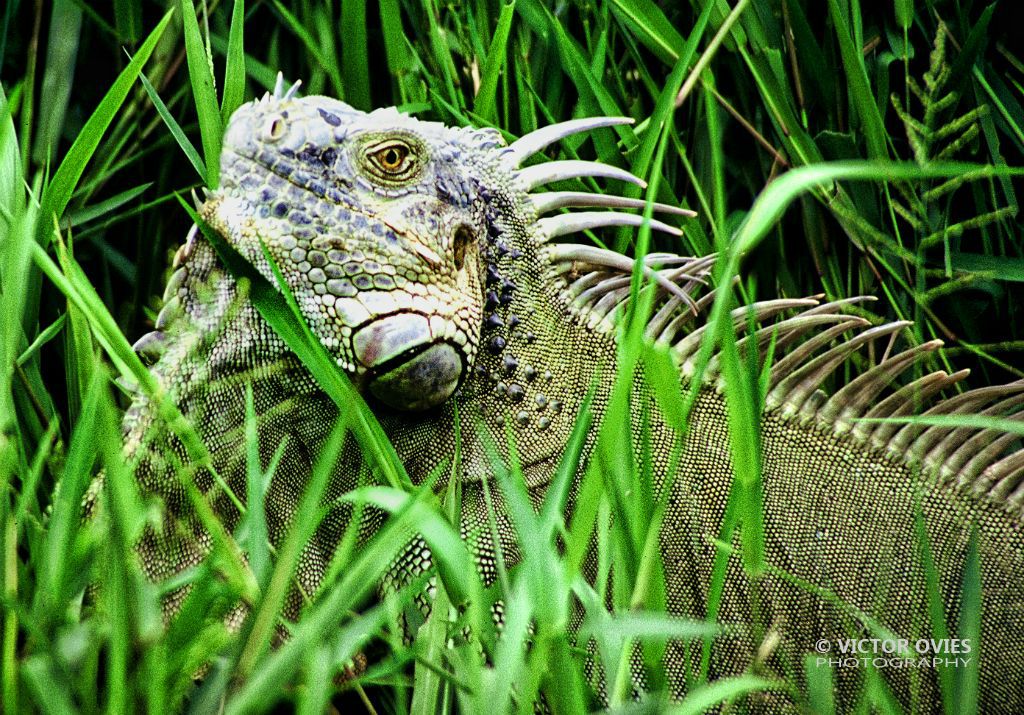 Iguana