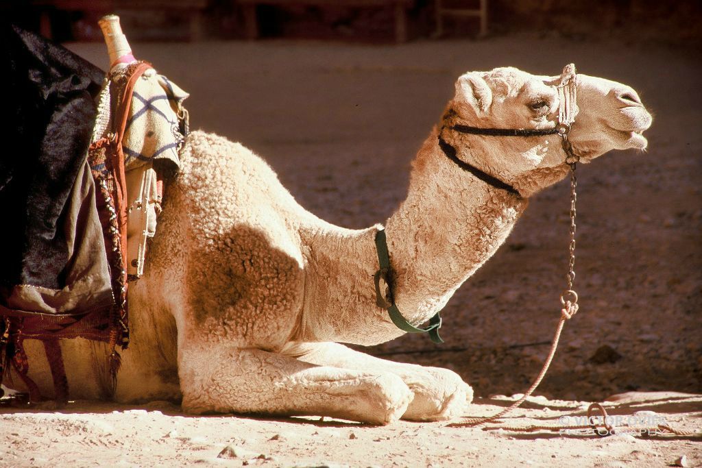 Camel