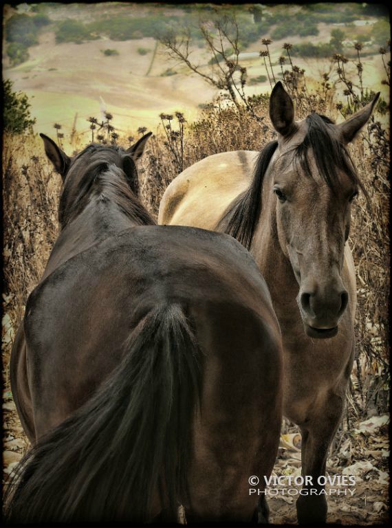 Caballos