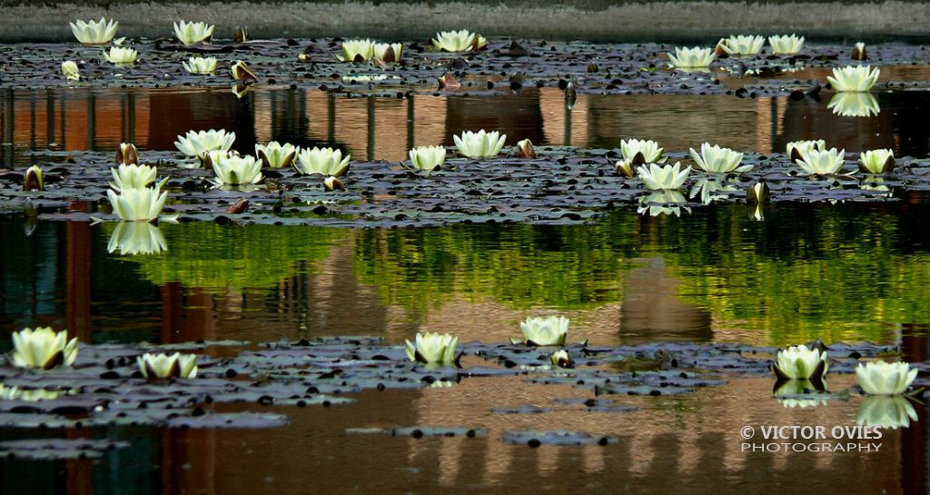 Nenufares