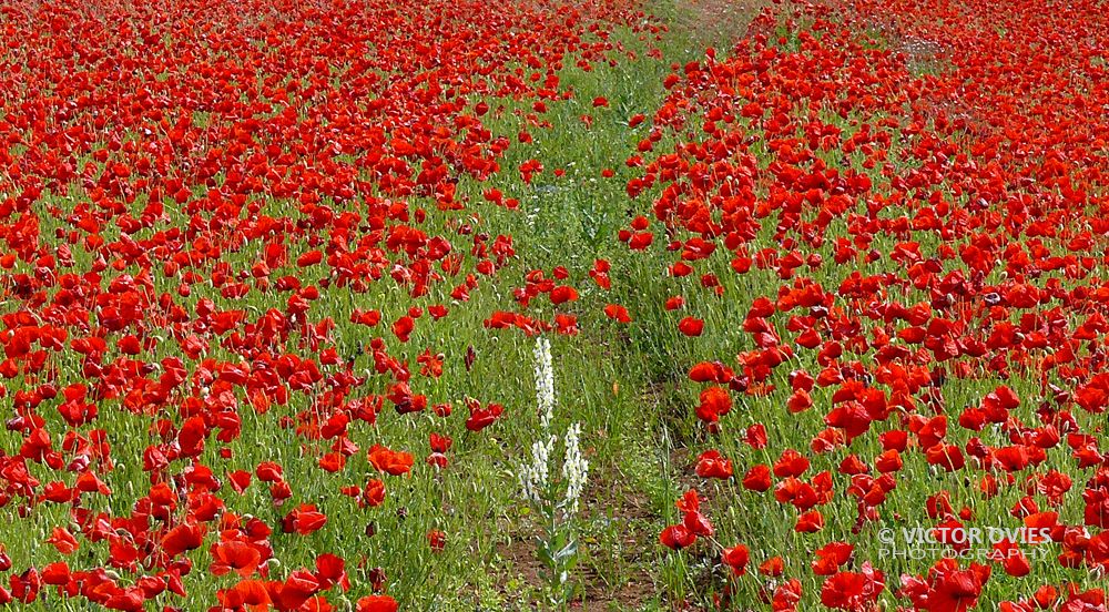 Amapolas en Lucena
