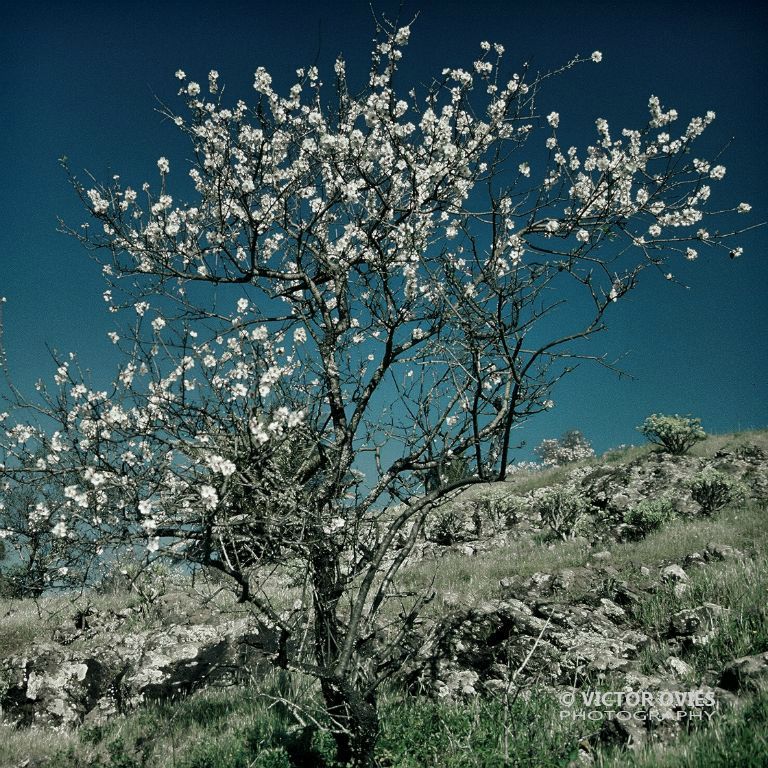 Almendros