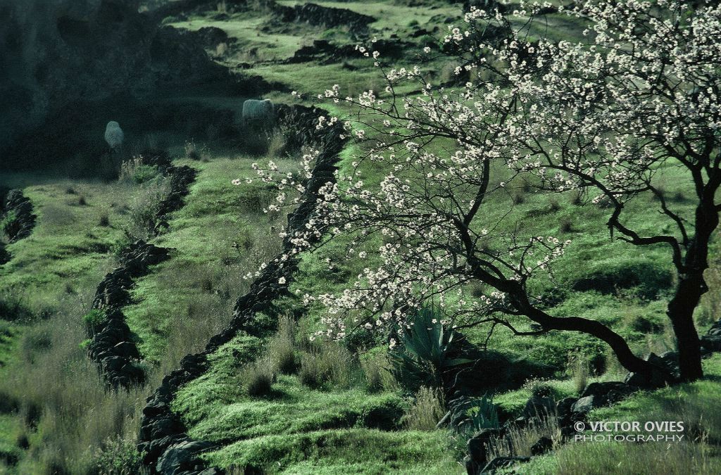Almendros