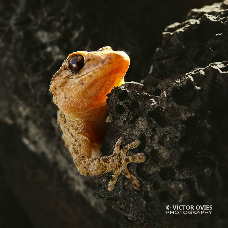 Perenquén (Gekko)