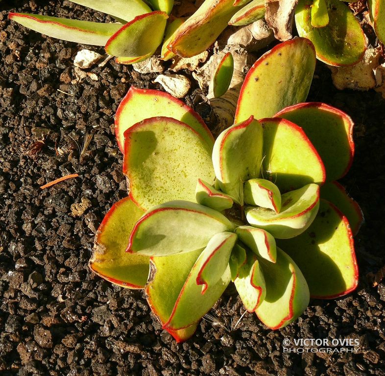 Clara's Garden