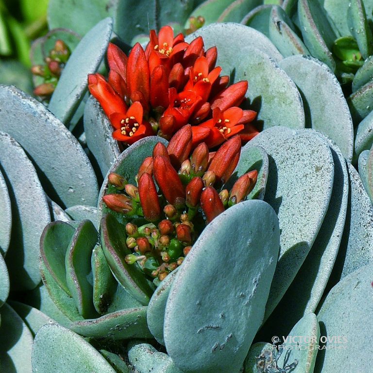 Clara's Garden
