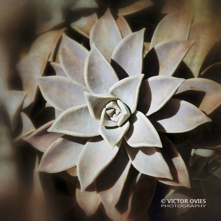Clara's Garden
